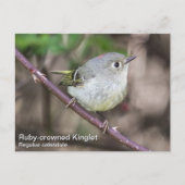 Ruby-Krone-Kinglet Postkarte (Vorderseite)
