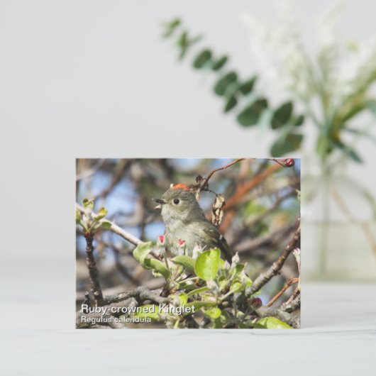 Ruby-Krone-Kinglet Postkarte (Stehend Vorderseite)