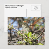 Ruby-Krone-Kinglet Postkarte (Vorne/Hinten)