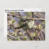 Ruby-Krone-Kinglet Postkarte (Vorne/Hinten)