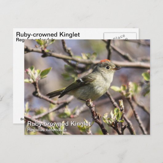 Ruby-Krone-Kinglet Postkarte (Vorne/Hinten)