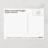 Ruby-Krone-Kinglet Postkarte (Rückseite)