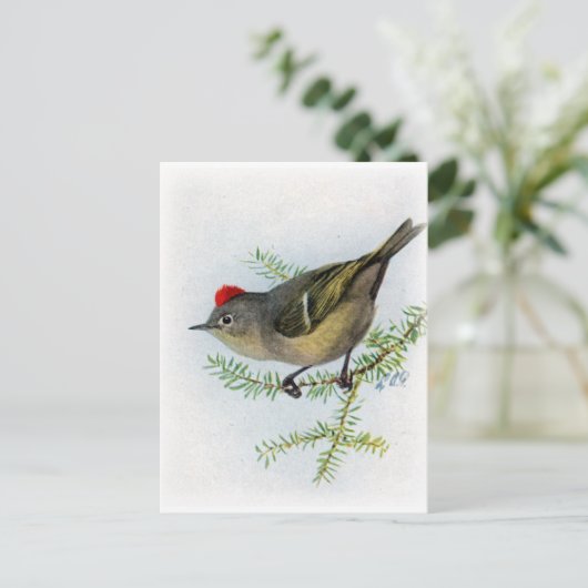Ruby-Krone-Kinglet Postkarte (Stehend Vorderseite)