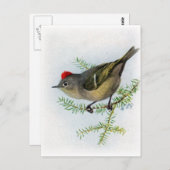 Ruby-Krone-Kinglet Postkarte (Vorne/Hinten)