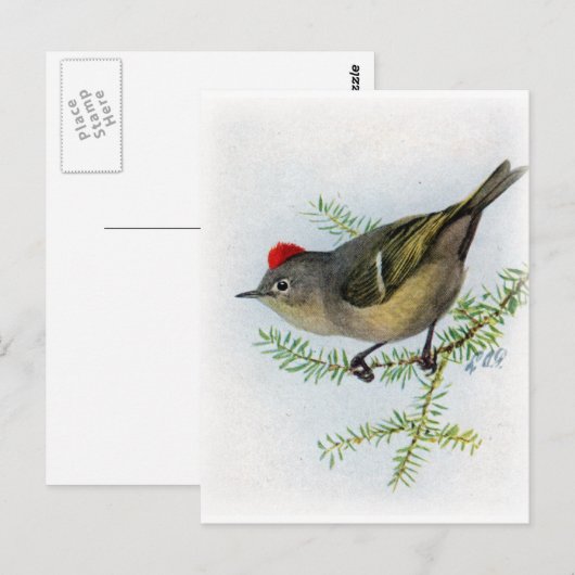 Ruby-Krone-Kinglet Postkarte (Vorne/Hinten)