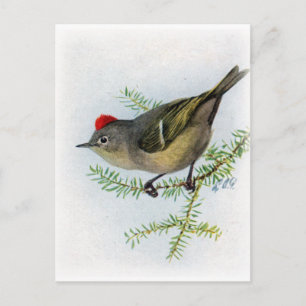 Ruby-Krone-Kinglet Postkarte