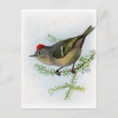 Ruby-Krone-Kinglet Postkarte (Vorderseite)