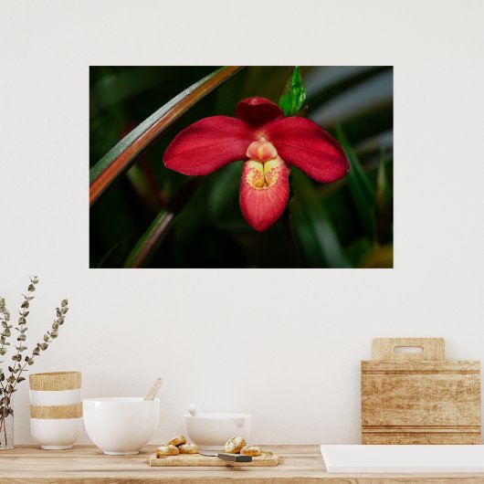 Ruby Red Lady Slipper Orchid Orchid Poster (Küche)
