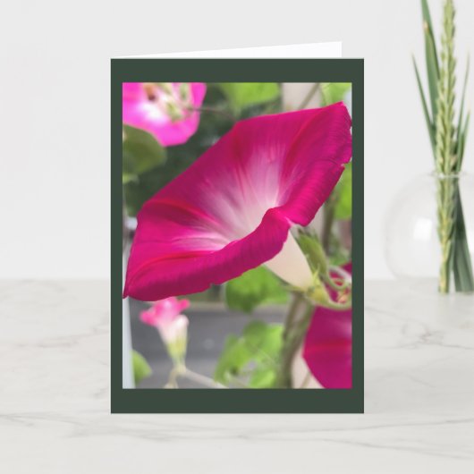 Ruby Red Morning Glory Blank Karte (Vorderseite)