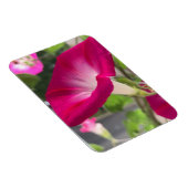 Ruby Red Morning Glory Magnet (Rechte Seite)