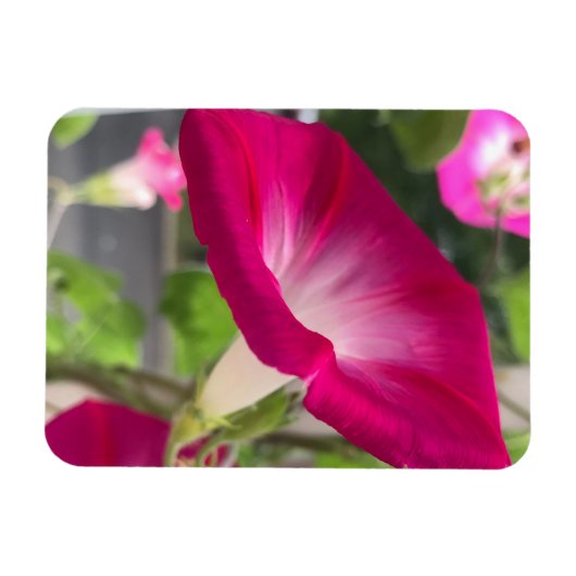 Ruby Red Morning Glory Magnet (Horizontal)