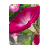 Ruby Red Morning Glory Magnet (Vertikal)