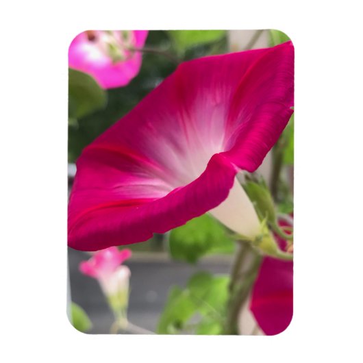 Ruby Red Morning Glory Magnet (Vertikal)