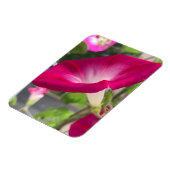 Ruby Red Morning Glory Magnet (Linke Seite)