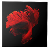 Ruby Red Siamese Fighting Fish Fliese (Vorderseite)