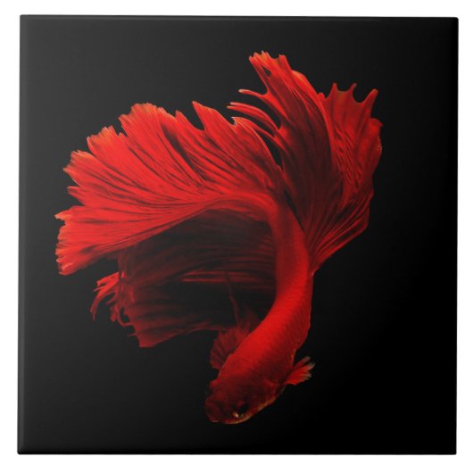 Ruby Red Siamese Fighting Fish Fliese (Vorderseite)