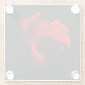 Ruby Red Siamese Fighting Fish Glasuntersetzer (Rückseite)