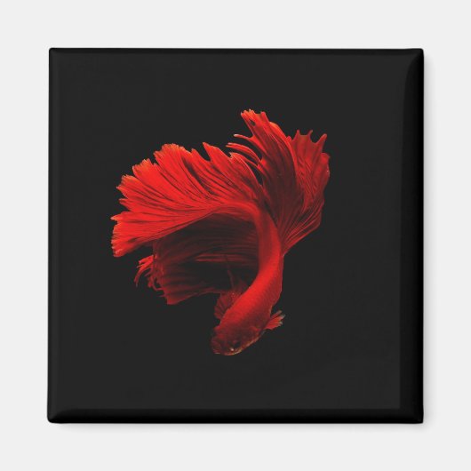 Ruby Red Siamese Fighting Fish Magnet (Vorne)