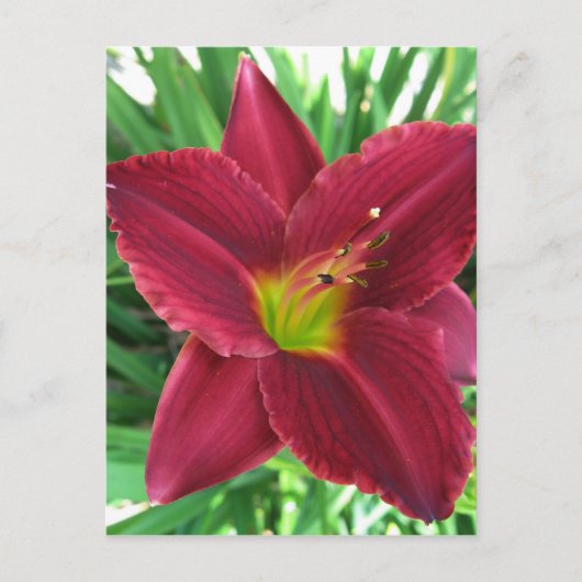 Ruby Red Taglilie Postcard Postkarte (Vorderseite)
