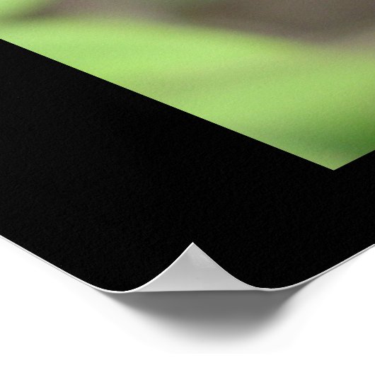 Ruby Red Zinnia Poster (Ecke)