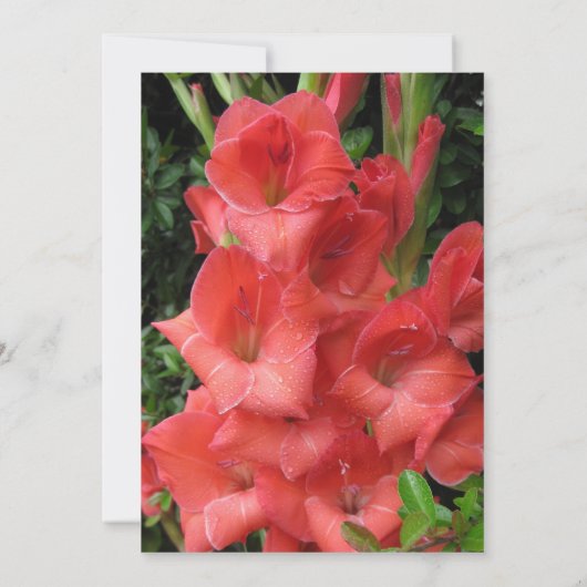 Ruby Red zum 40. Hochzeitstag Einladung (Rückseite)