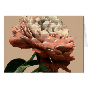 Ruby-Rote Rose mit weißen Akzenten