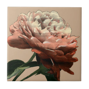 Ruby-Rote Rose mit weißen Akzenten Fliese