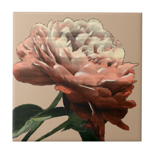 Ruby-Rote Rose mit weißen Akzenten Fliese (Vorderseite)