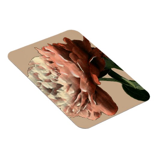 Ruby-Rote Rose mit weißen Akzenten Magnet (Rechte Seite)