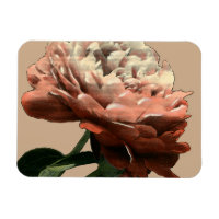 Ruby-Rote Rose mit weißen Akzenten