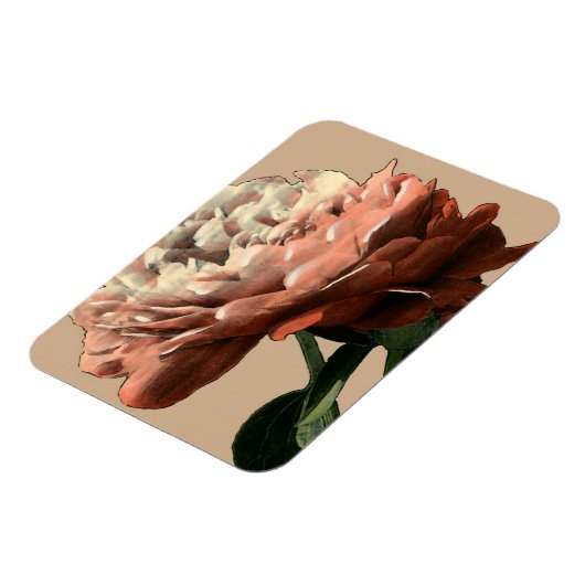 Ruby-Rote Rose mit weißen Akzenten Magnet (Linke Seite)