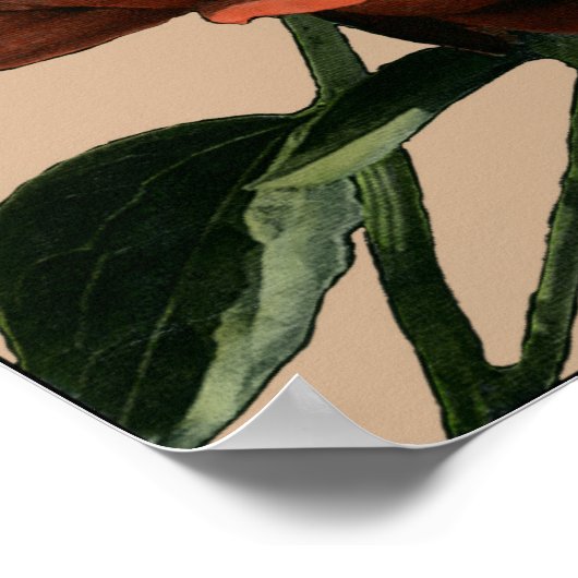 Ruby-Rote Rose mit weißen Akzenten Poster (Ecke)