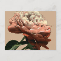 Ruby-Rote Rose mit weißen Akzenten