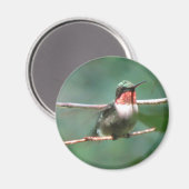 Ruby-throat Flutters Magnet (Vorderseite/Rückseite)