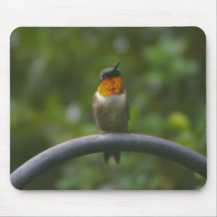 Ruby Throat Hummingbird Mousepad