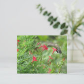Ruby-throat in der Cypress Vine Postcard Postkarte (Stehend Vorderseite)