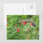 Ruby-throat in der Cypress Vine Postcard Postkarte (Vorne/Hinten)