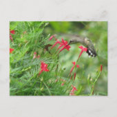 Ruby-throat in der Cypress Vine Postcard Postkarte (Vorderseite)