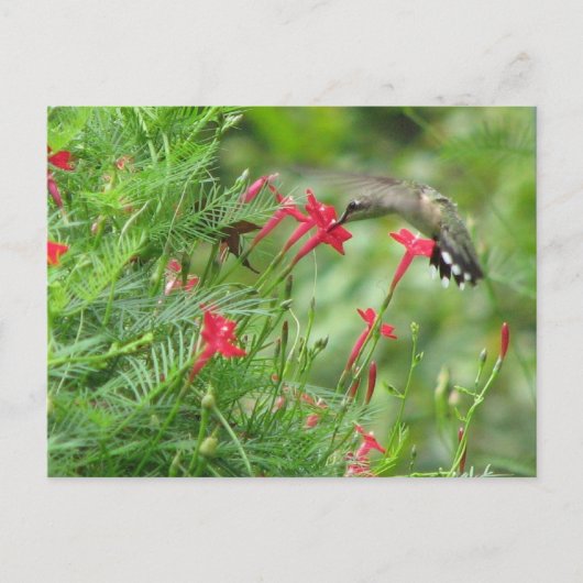 Ruby-throat in der Cypress Vine Postcard Postkarte (Vorderseite)
