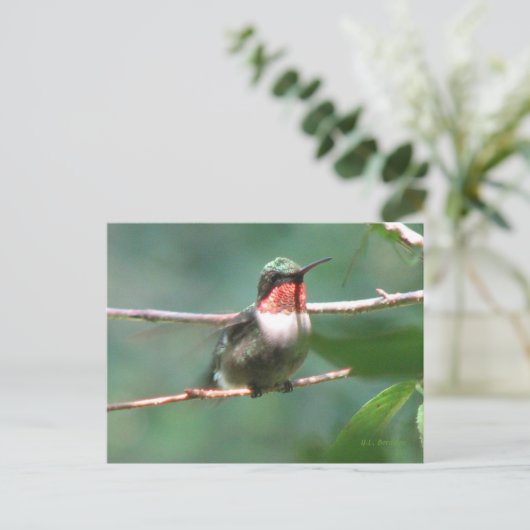 Ruby-throat Nach der Chase Postkarte (Stehend Vorderseite)