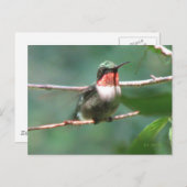 Ruby-throat Nach der Chase Postkarte (Vorne/Hinten)