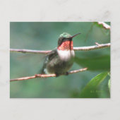 Ruby-throat Nach der Chase Postkarte (Vorderseite)