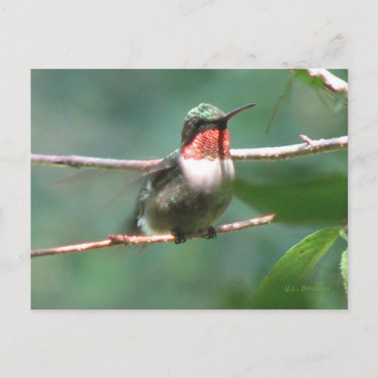 Ruby-throat Nach der Chase Postkarte (Vorderseite)