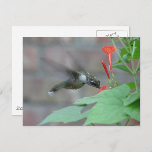 Ruby-throat-Sips Postkarte (Vorne/Hinten)