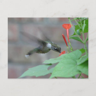 Ruby-throat-Sips Postkarte