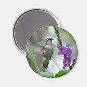 Ruby-throat Vervain Magnet (Vorderseite/Rückseite)