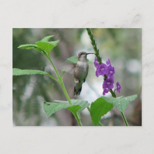 Ruby-throat Vervain Postcard Postkarte (Vorderseite)