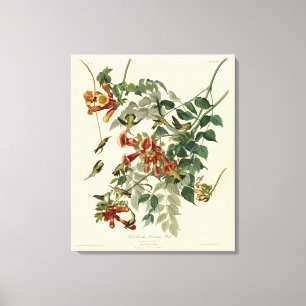 Ruby-throated Humming Bird, Audubon Birds America Leinwanddruck