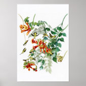 Ruby-throated Humming Bird Audubon Birds America Poster (Vorne)