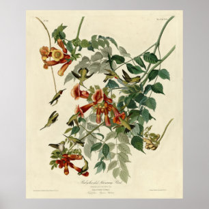 Ruby-throated Humming Bird, Audubon Birds America Poster